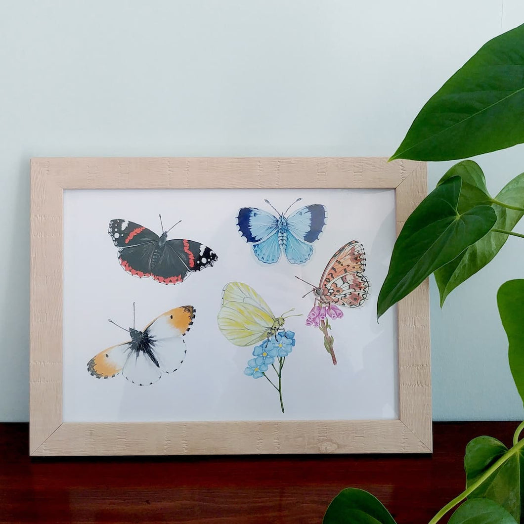 A4 Butterfly Species Art Print