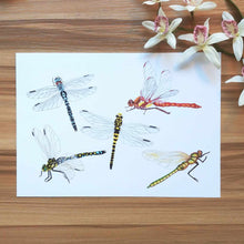 Load image into Gallery viewer, A4 Dragonfly Species Art Print

