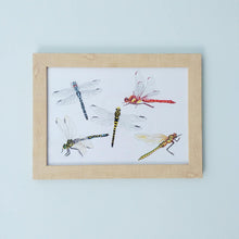Load image into Gallery viewer, A4 Dragonfly Species Art Print
